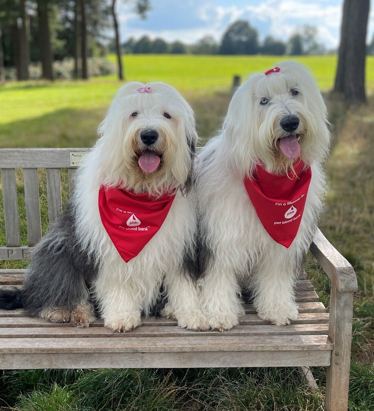Dogs and Mental Health