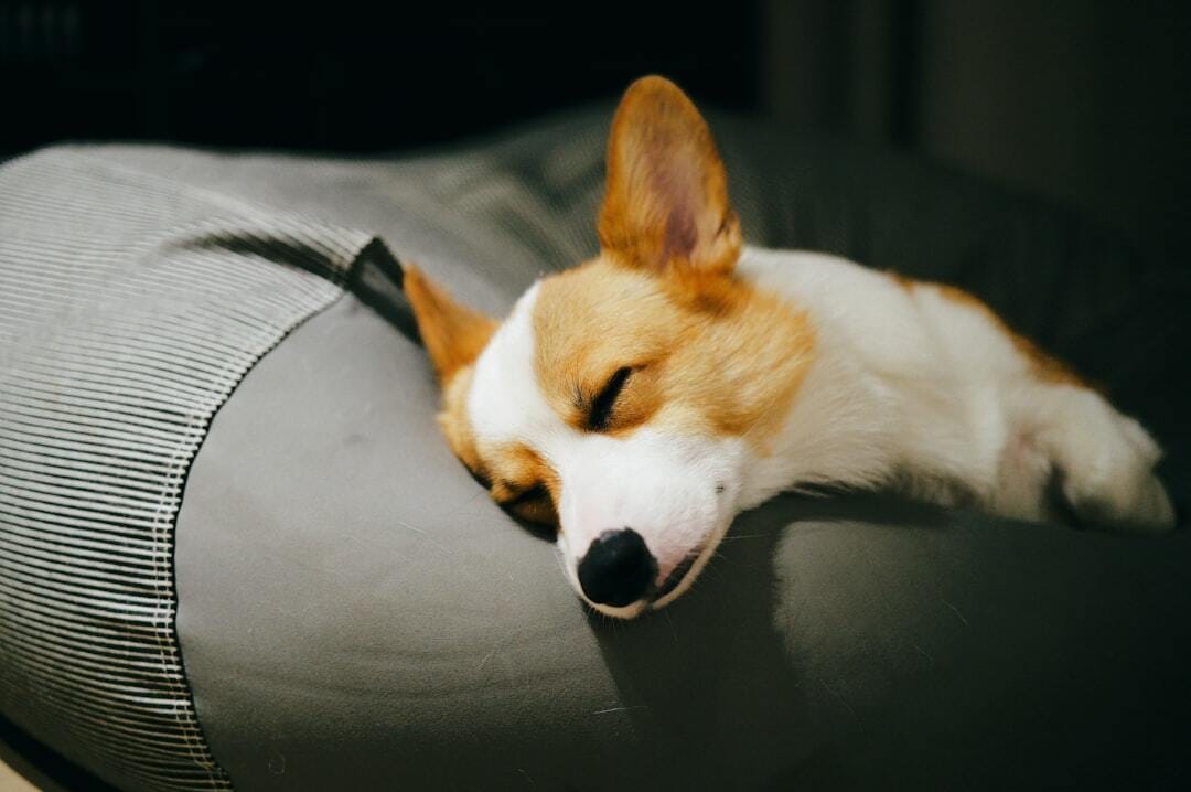 Sleep